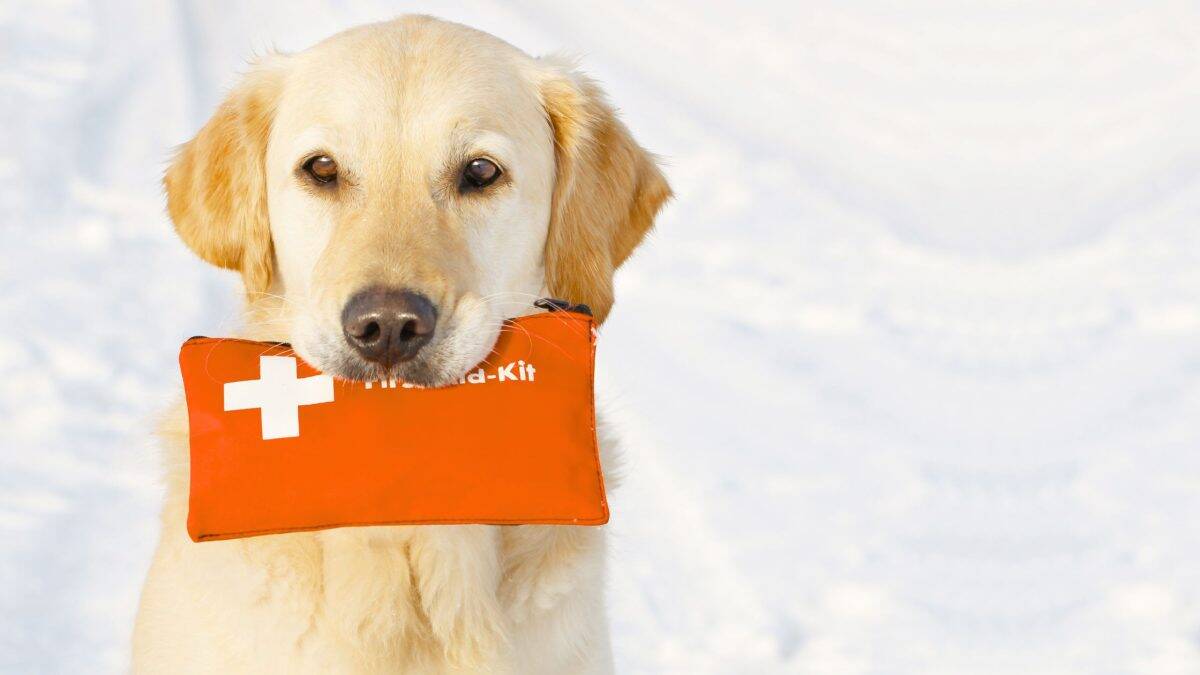 An introduction to animal and pet first aid